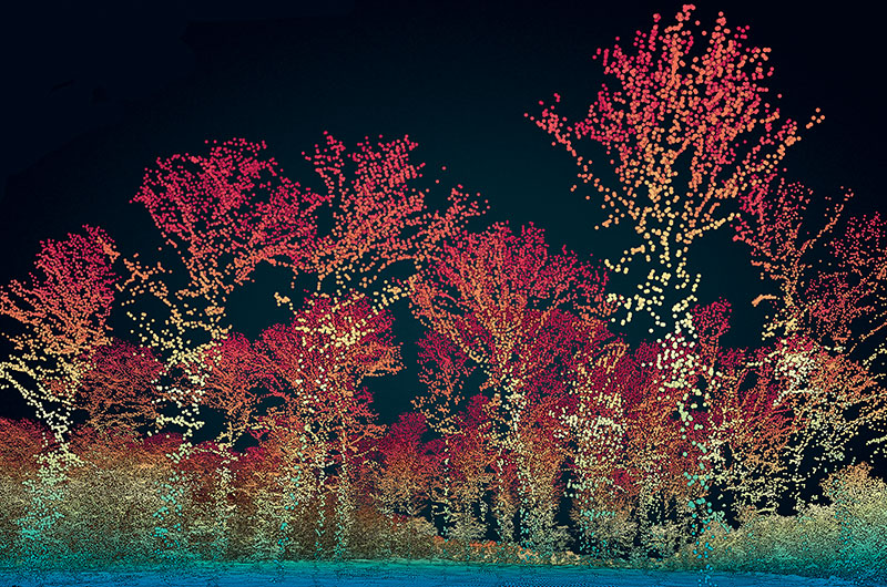 La forêt de Tronçais en 3D La forêt de Tronçais en 3D