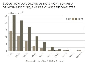 évolution du volume de bois mort sur pied de moins de cinq ans par classe de diamètre