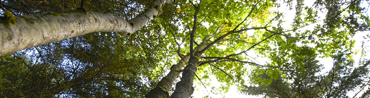 En janvier, quatre temps forts pour les utilisateurs de données forestières